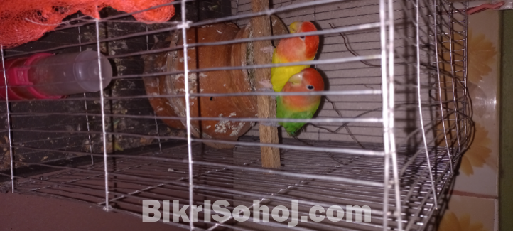 এক জোড়া রানিং লাভবার্ডস কম দামে